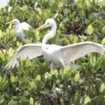 Everglades National Park 2 Hour Birding, Dolphin, and Wildlife Boat Tour | Everglades National ParkEverglades National Park 2 Hour Birding, Dolphin, and Wildlife Boat Tour | Everglades National Park