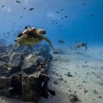 Introductory Diving | Honolulu, Hawaii